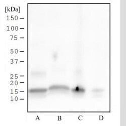 Histone H3, p Ser28 Antibody (117C826) - Azide and BSA Free, Novus Biologicals